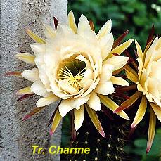 Tr. Charme.4.1.jpg 